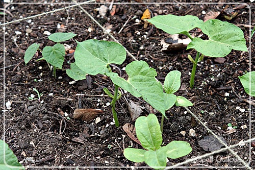 [beanplants5.jpg]