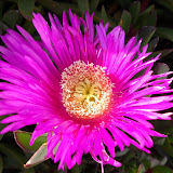Flora on Nisyros