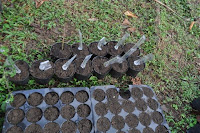 pinoyecofarm january _0114.JPG