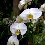 IMG_6187.jpg