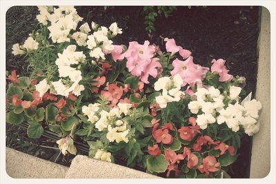 [flowers%255B4%255D.jpg]