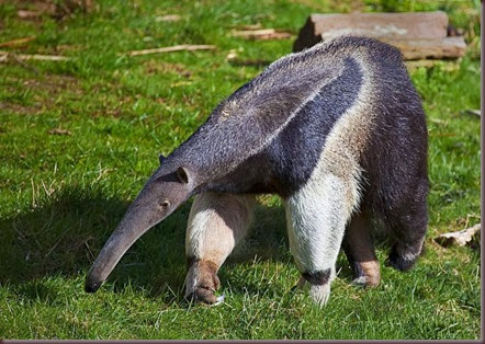 Amazing Animals Pictures Anteater (1)