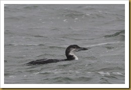 - Common Loon D7K_8886 November 17, 2011 NIKON D7000