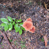 Cogumelos na Trilha no Chilkat State PArk - Haines, Alaska, EUA