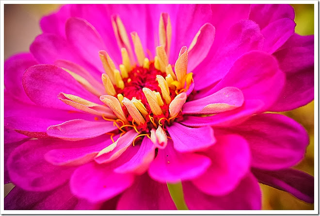flowers-royalty-free-pictures-1 (960)
