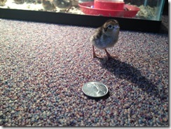 IMG_1042 IMG_1042