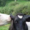 cowlick 08-08-2008 19-37-13.JPG