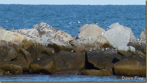 North Beach_032
