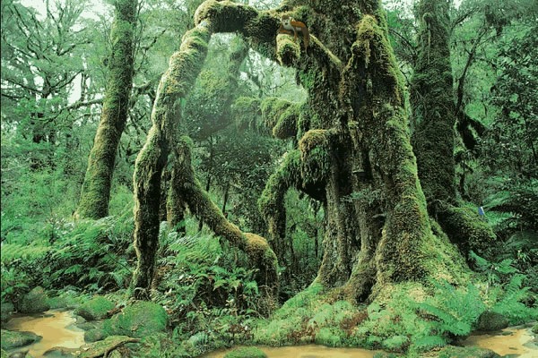 [living_rainforest-14722%255B2%255D.jpg]