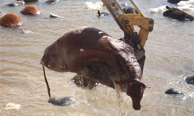 A dead cow is lifted from flooding in the aftermath of winter storm Atlas in South Dakota, 13 October 2013. Photo: Lacey Weiss