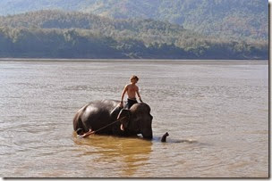 Laos Luang Prabang Elephant camp 140201_0140