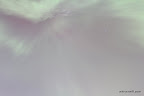 Aurora Above