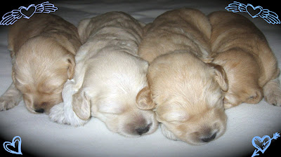 New Baby Labradoodles.