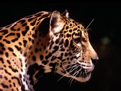 adult_leopard-480x360