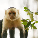 Capuchin in Costa Rica