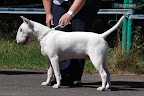 Bullyview Little White Man