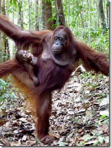 Orangutan, Kubah National Park, Borneo