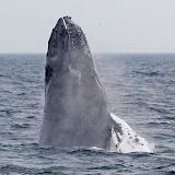 Humpback whale