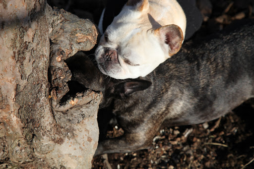 Hmm, it smells like a common gray squirrel, right Franny?  They don't hibernate in the winter like many other animals.  But they often take shelter inside hollow tree trunks to stay warm and to stay near a food source.