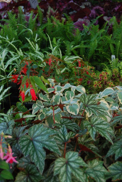 [greenhouse_21june2011%255B6%255D.jpg]