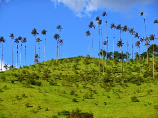 palmeras de cera, valle de Cocora