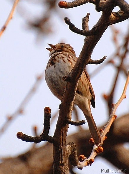 8. Song Sparrow kathiesbirds