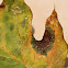 Tar Spot Fungus