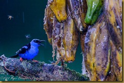 Red-legged Honeycreeper - Cyanerpes cyaneus, Red-legged Honeycreeper - Cyanerpes cyaneus,