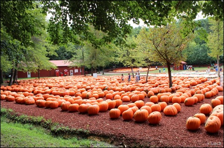 Burts Farm, pumpkin patch, Dawsonville, GA