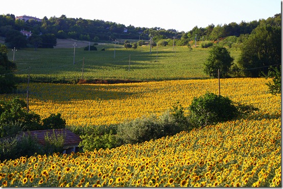 Vestito borsa orto e girasoli-003 Vestito borsa orto e girasoli-003