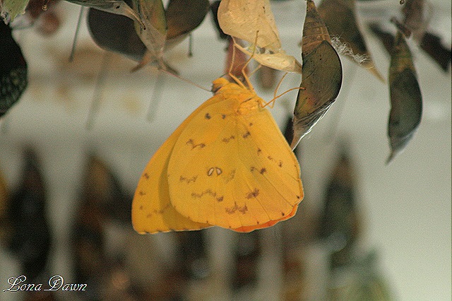 [FPC_Butterfly_Yellow%255B9%255D.jpg]