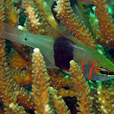 Girdled Cardinalfish