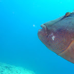 Napoleon wrasse