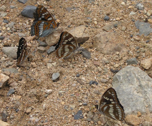 Limenitis amphissa (à gauche), Limenitis populi (en haut, à gauche) et Athymodes nycteis (au milieu et à droite). Cinq km au sud de Novogordeevka près d'Anutchino (Primorskij Kraj, Russie), 3 juillet 2011. Photo : Jean Michel