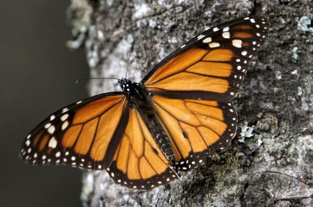 Monarch butterfly. Herbicide-resistant crops can withstand Roundup, which kills monarchs' preferred nesting plant, milkweed. Marco Ugarte / Associated Press