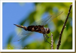 Black Saddlebags (Tramea lacerata)