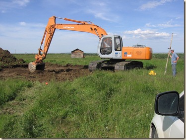 Cow 111