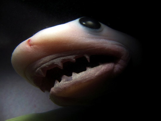 [top-ten-amazing-animals-in-womb-shark%255B3%255D.jpg]