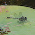 P1070582