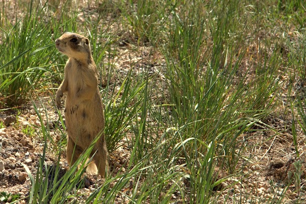 Watchful Prairie Dog Watchful Prairie Dog