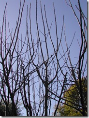 Run-away vertical growth typical of this apple tree; the centre will need to be pruned out and the overall height reduced