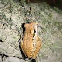 Rana trepaora