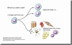 stem-cell-explained stem-cell-explained