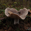 dsc05216.jpg
