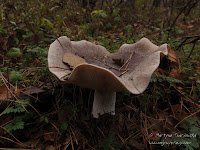 dsc05216.jpg