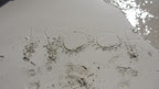 Looks like our earlier 'woof-out' is beginning to set sail to greet our fellow woofs on other shores...Ahoy!