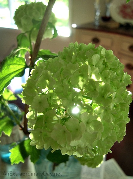 [Snowball-Viburnum-as-a-cut-flower-AnExtraordinaryDay.net_%255B6%255D.jpg]