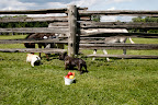 Of course, Sharkey was of no help because she went under the fence to harass Clive, Billie, and Rufus, as usual.