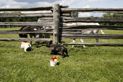 Of course, Sharkey was of no help because she went under the fence to harass Clive, Billie, and Rufus, as usual.