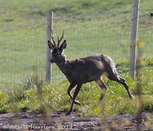 [roe-deer-2%255B2%255D.jpg]